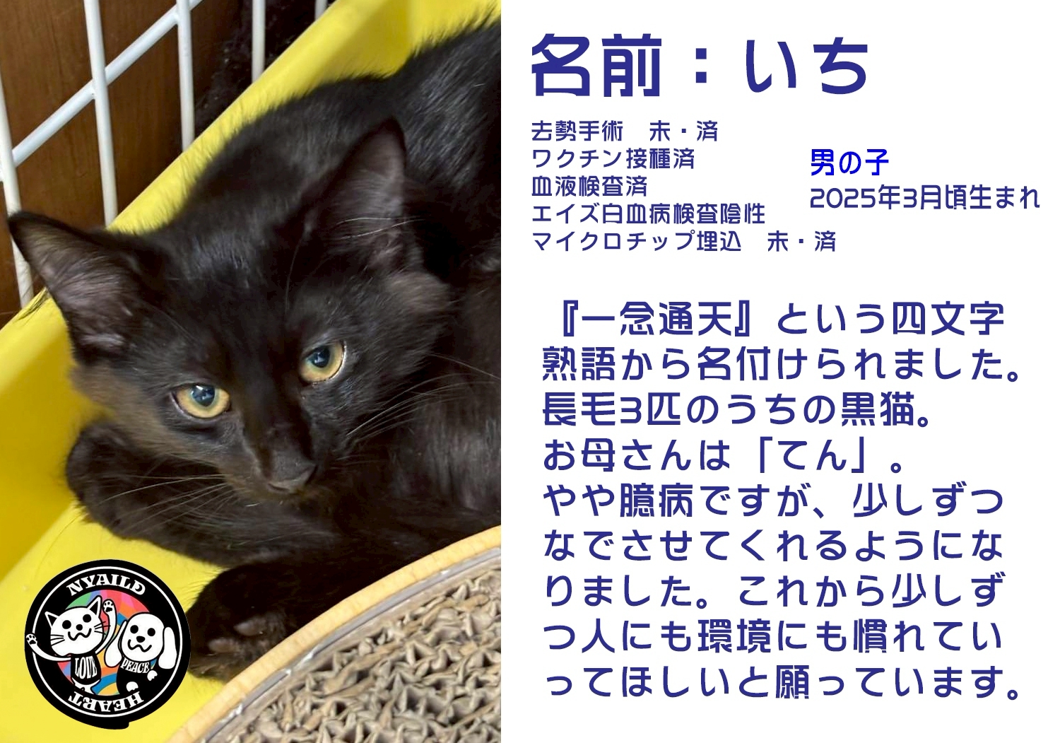 ねこ様専用保護シェルター兼カフェ にゃん来る荘 保護メンバー | NPO