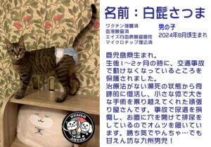 白髭さつま（しろひげさつま）