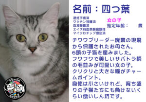 四つ葉（よつば）