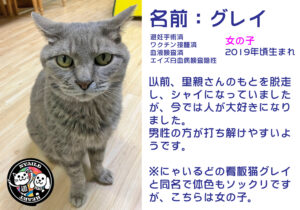 グレイ