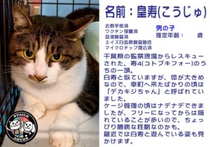 皇寿（こうじゅ）