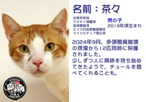 茶々(ちゃちゃ）