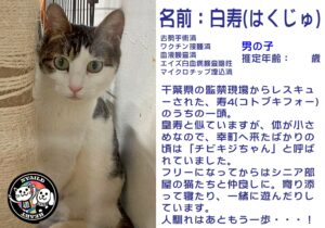 白寿（はくじゅ）