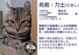 力士（りきし）