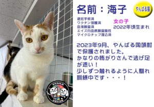 海子（うみこ）