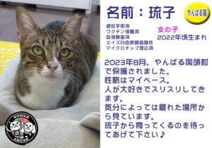 琉子（たまこ）