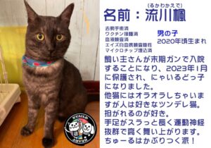 流川楓（るかわかえで）