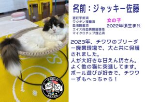 ジャッキー佐藤（さとう）